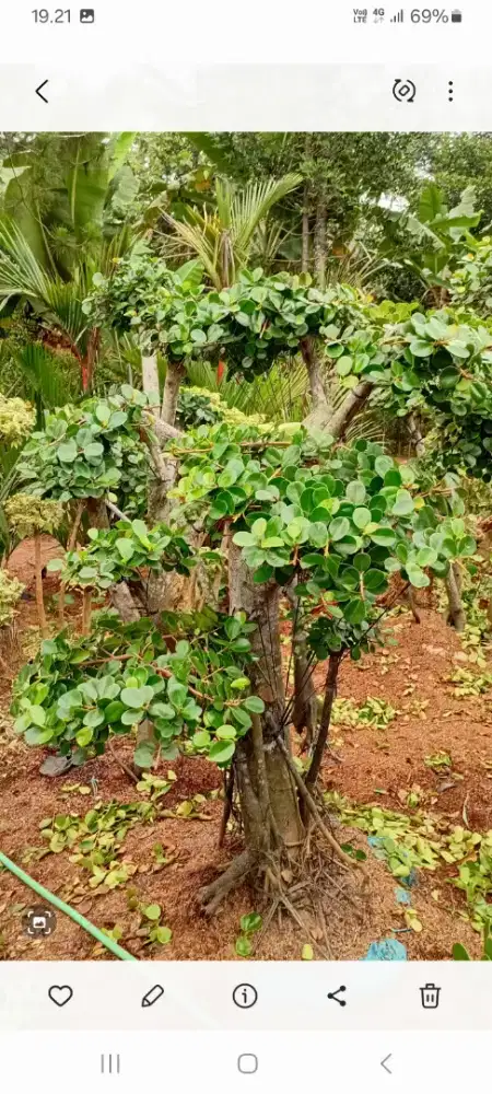 bonsay rringin korea dan tanaman hias