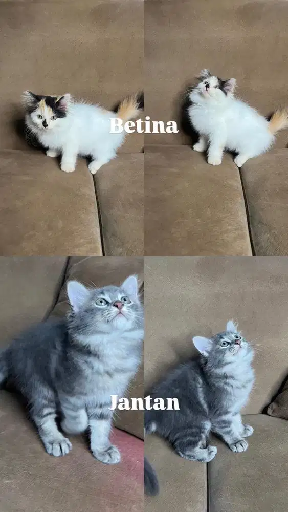 Lepas Addopt persia sepasang