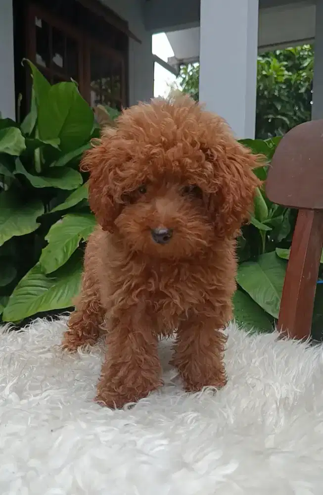 Red Toy poodle stambum vaksin