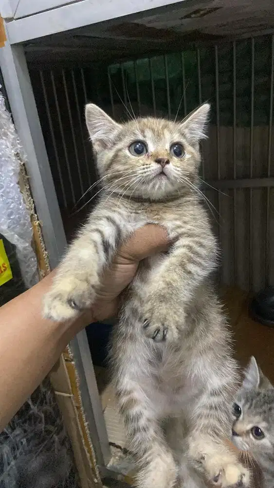 Bsh silver tabby, tortie