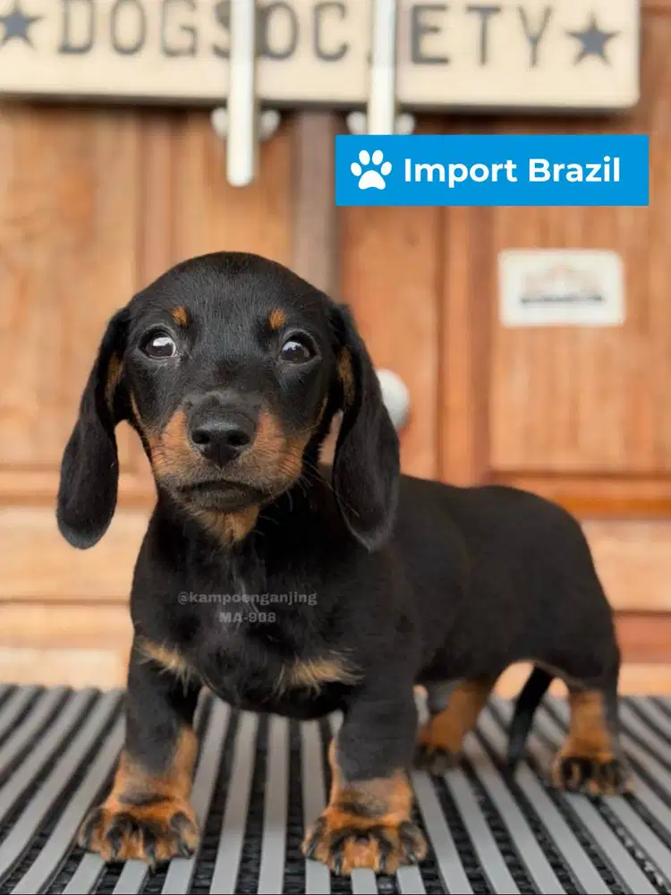 Dachshund Smoothcoat, Puppy Imut dan Lincah!