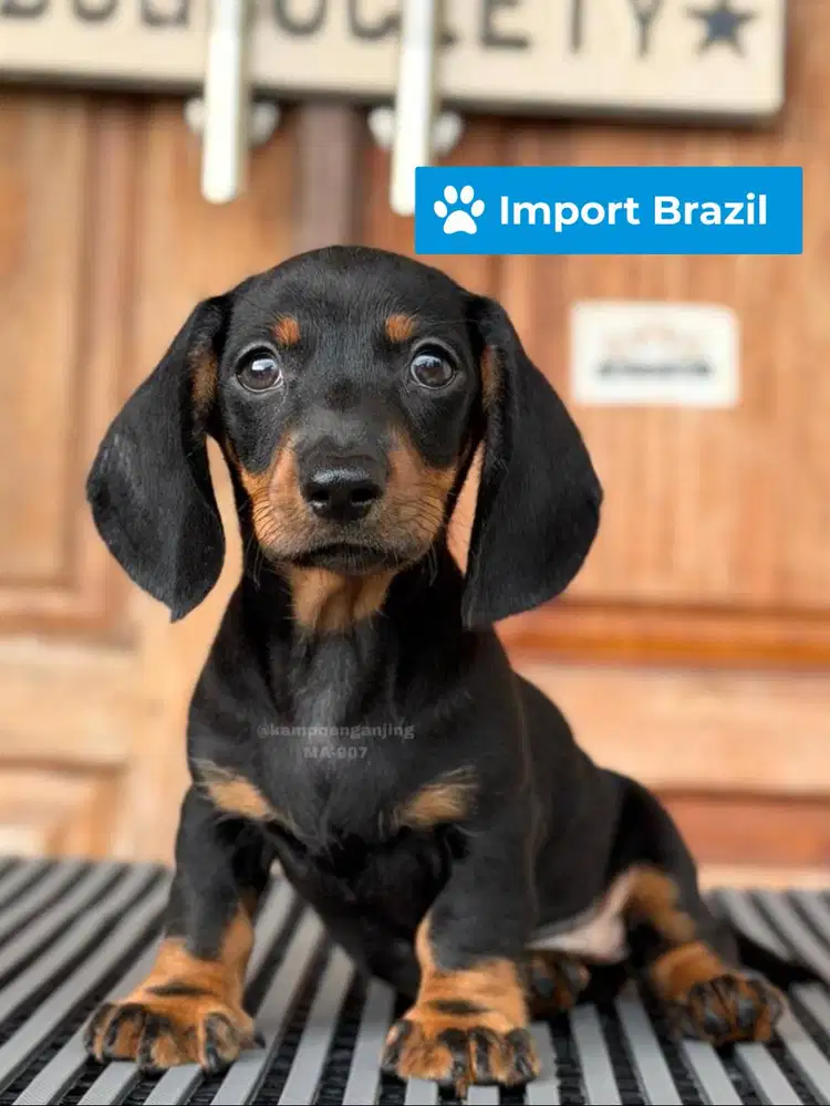 Smoothcoat Dachshund, Si Kecil Manis dan Setia!