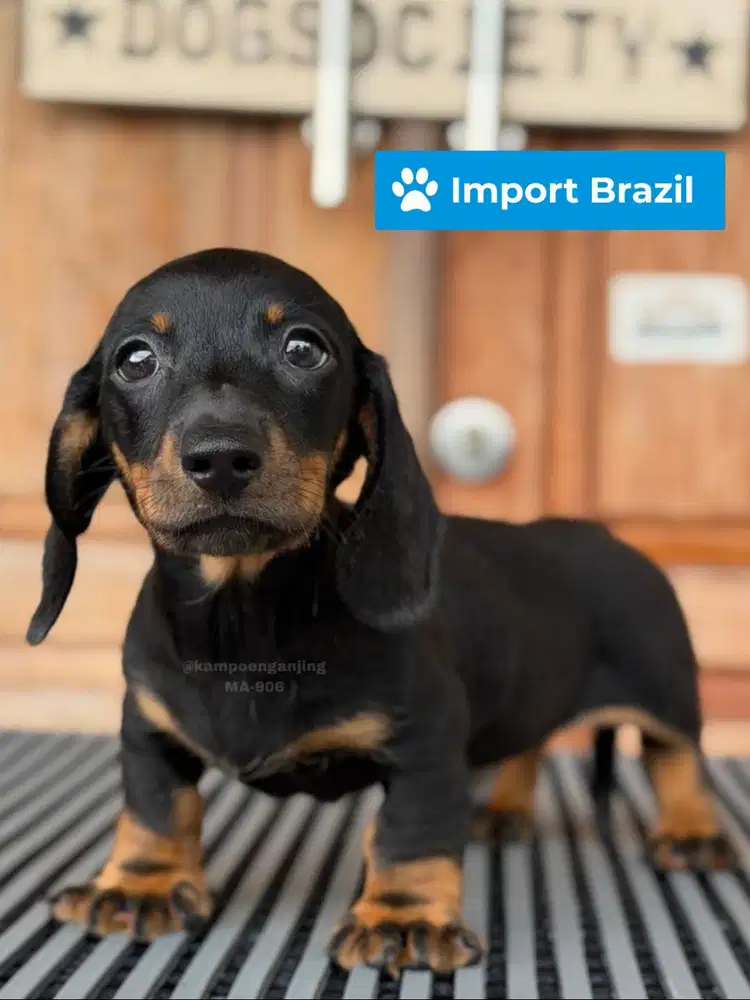 Puppy Dachshund Smoothcoat, Ceria dan Menggemaskan!
