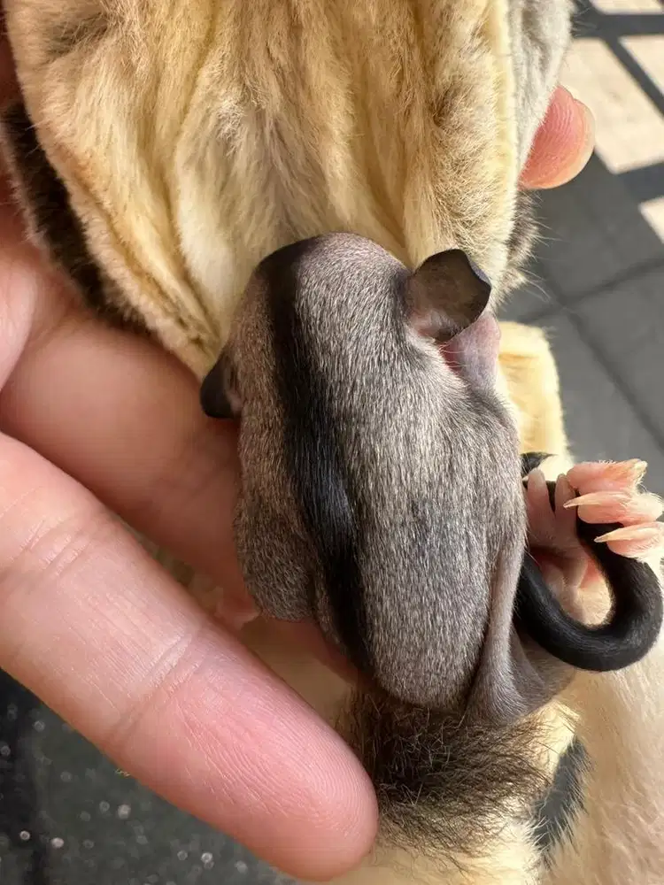 Sugar Glider Betina Anakan OOP 2 mingguan