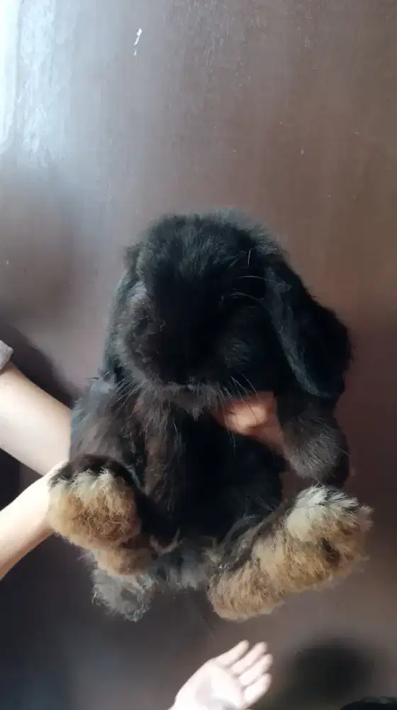 Kelinci hollandloop dan Netherland dwarf