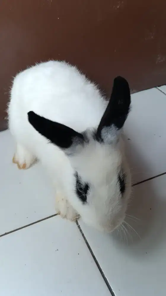 Kelinci hollandloop dan Netherland dwarf