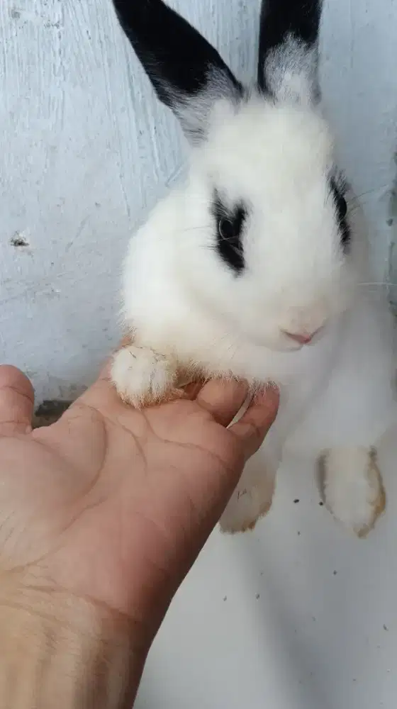 Kelinci Netherland dwarf