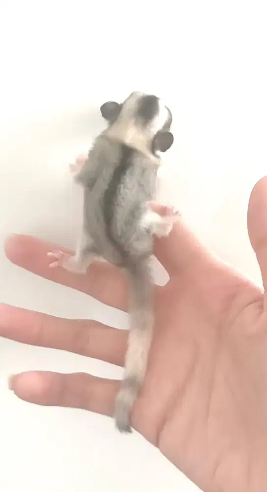 Joey sugar glider mozaic betina