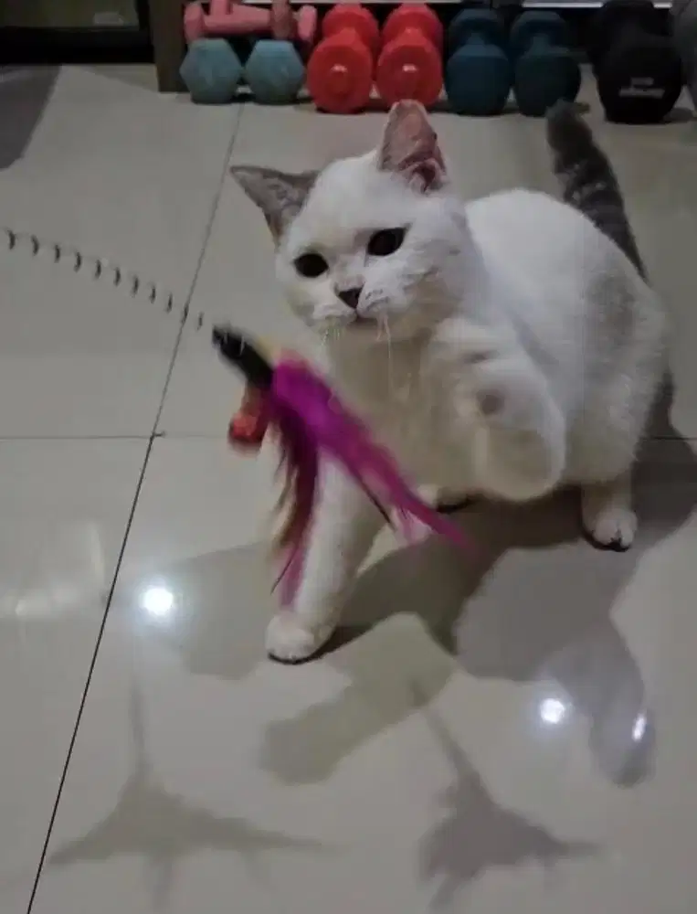 British shorthair female blue van