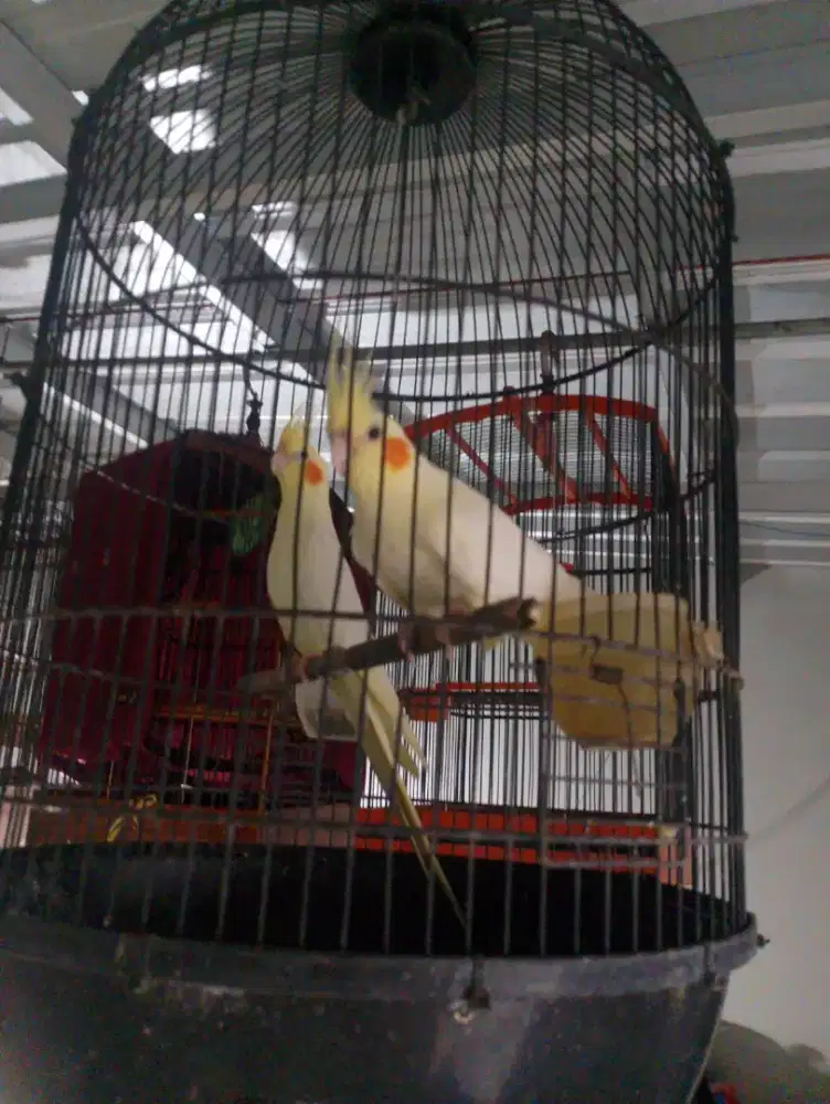 Falk / Parkit Australia sepasang