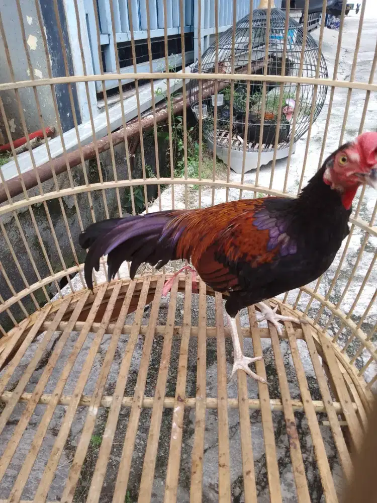 Ayam bekisar jago muda 6blnan, GACOR