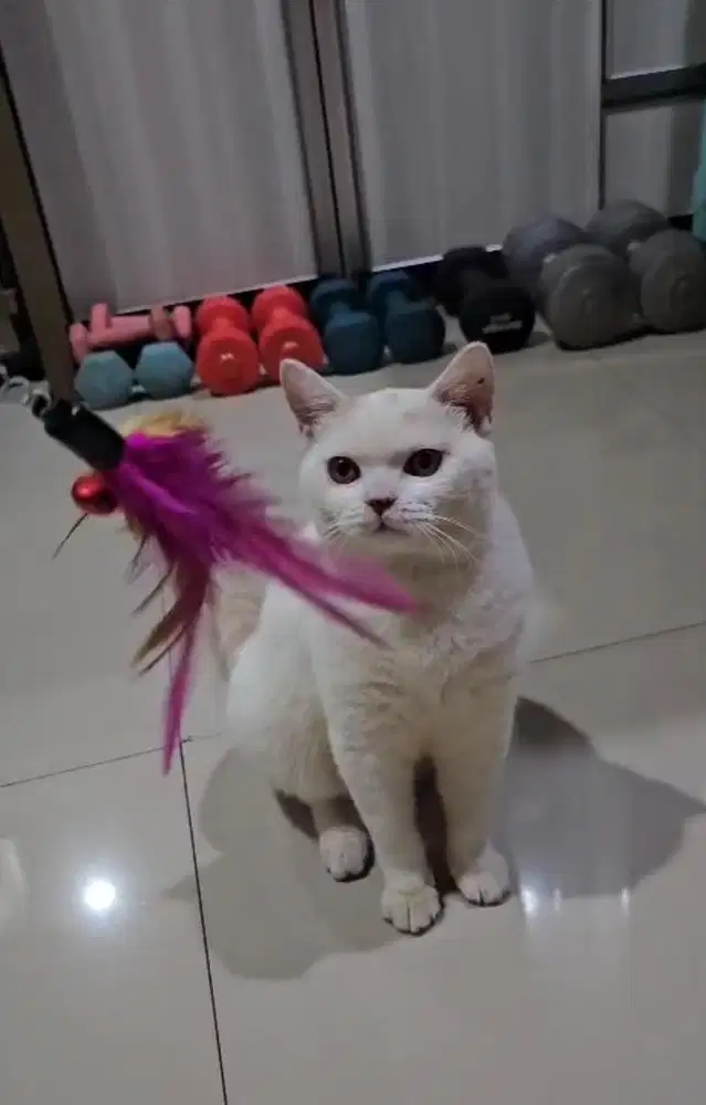 British shorthair cream van