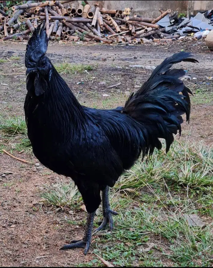 Ayam Cemani Selasih