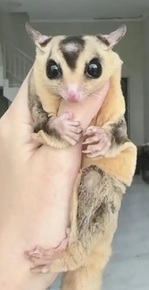 Sugar Glider White Face