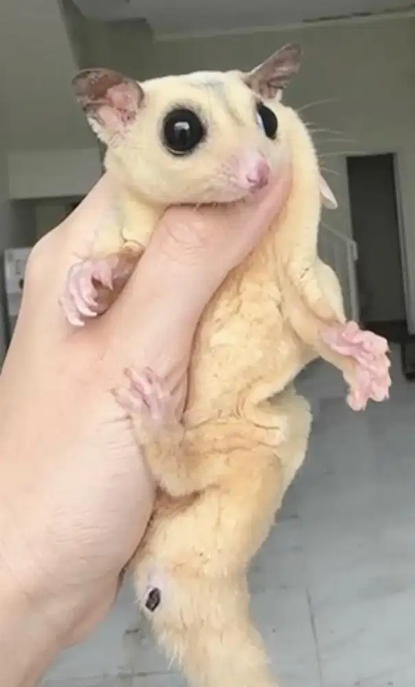 Sugar Glider Platinum Mozaic