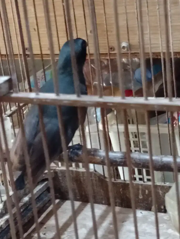 Burung hiasan rumah bunyi rajin