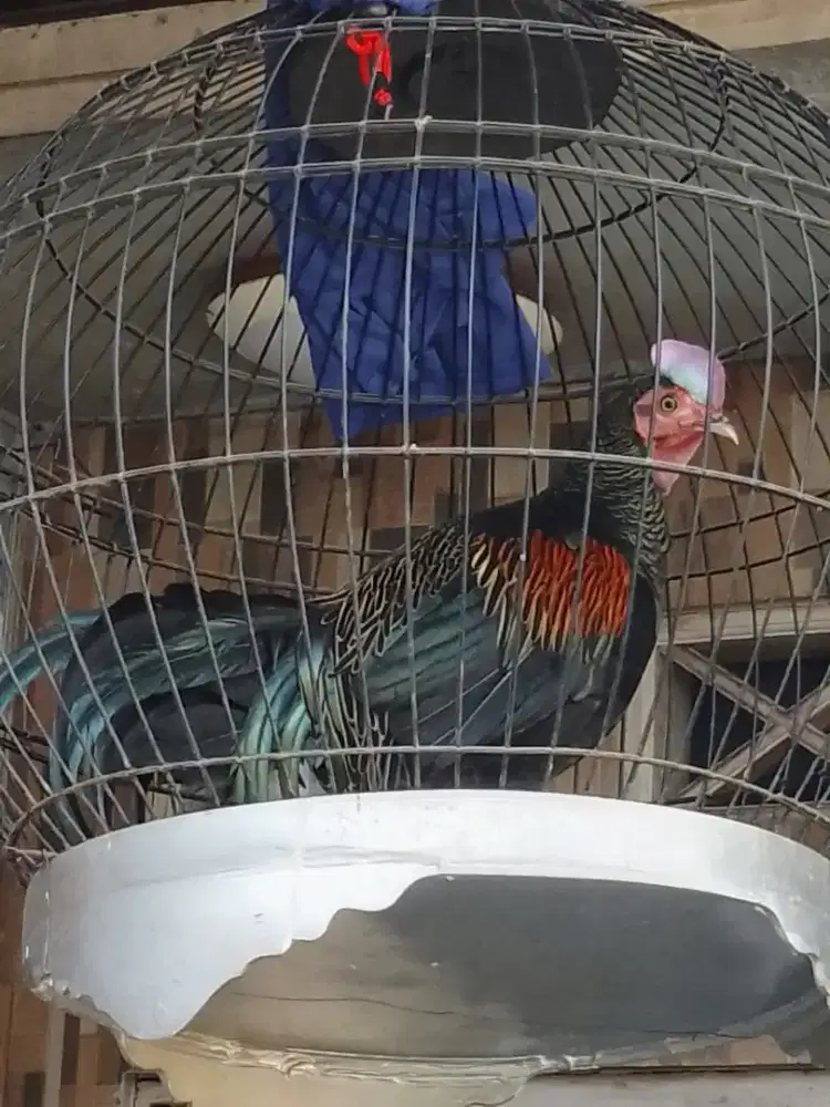 Ayam hutan hijau ORI ASAL LOMBOK (full sett)