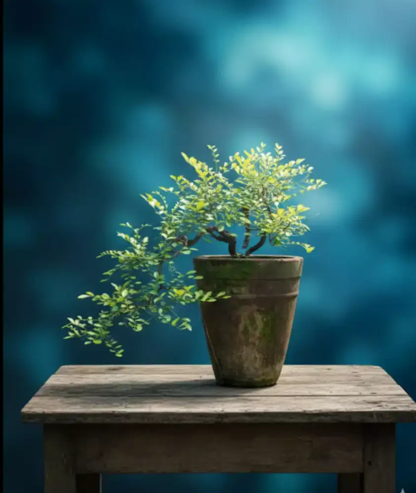 Bonsai kemuning lokal