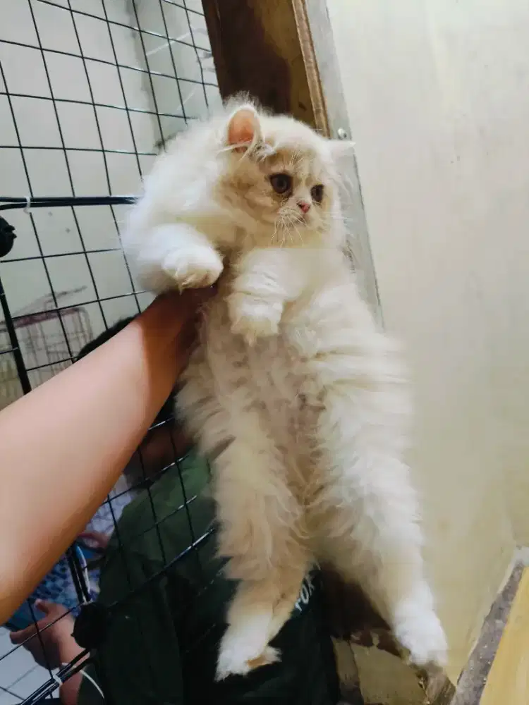 Kitten superannn jantan