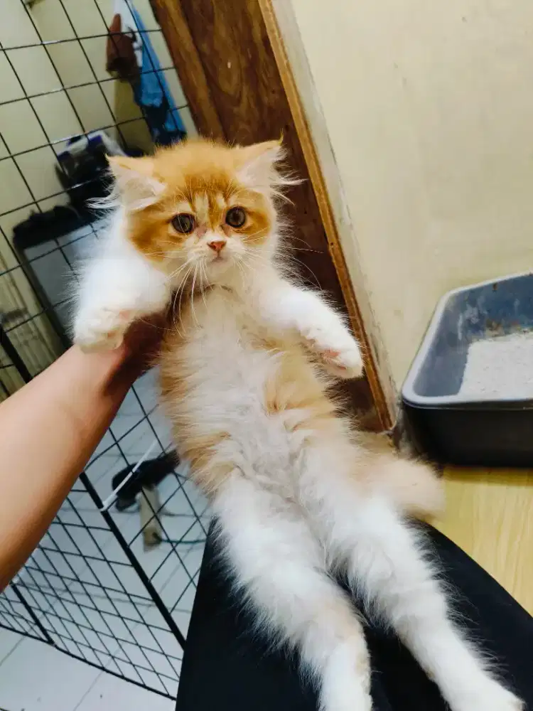 Kitten Persia jantan