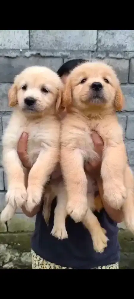 Jual anjing golden retriever