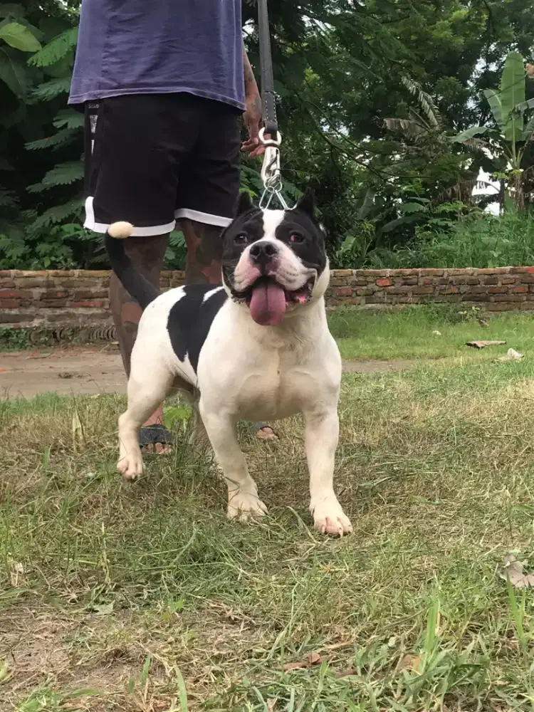 Jual anjing American bully pocket