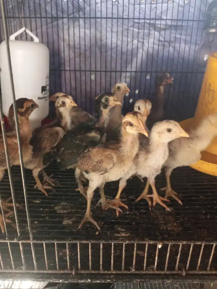 Anak ayam bangkok mangon