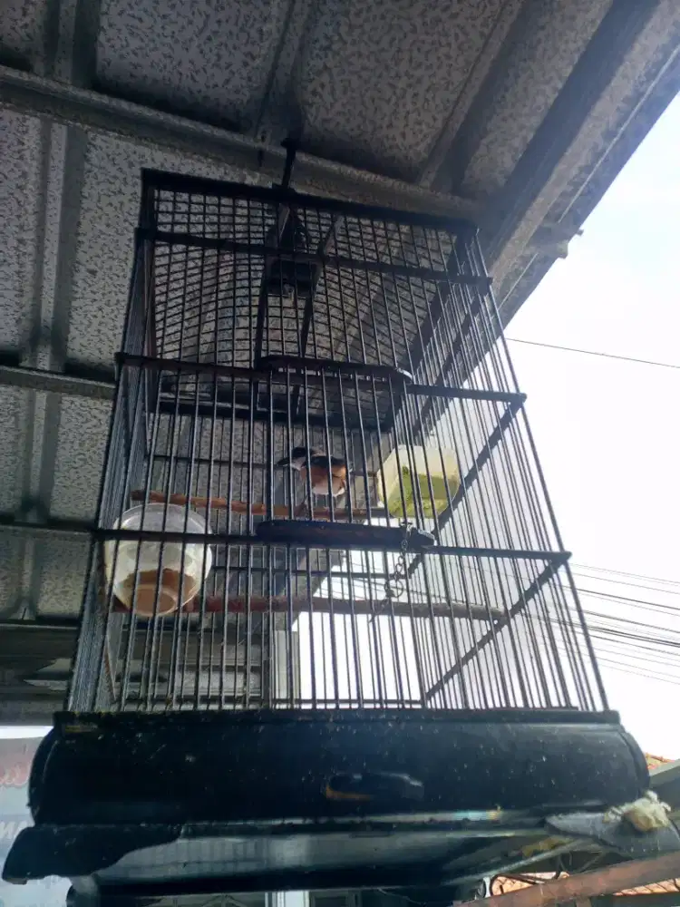 Kandang+pentet dokor mandek ngepur