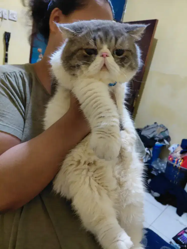 Kucing BSH Pesek, Odd Eye