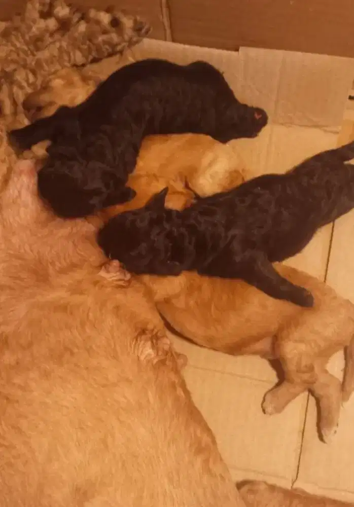 4 Poodle puppies