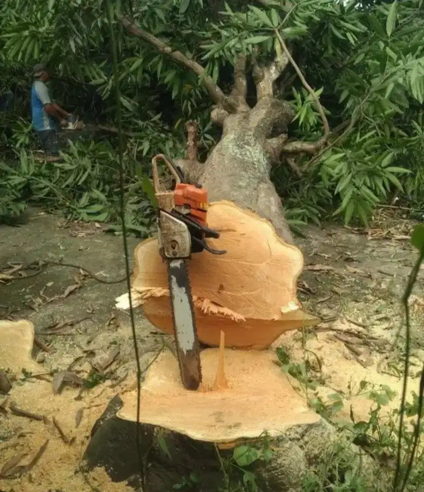 Jasa tebang pohon dan potong rumput