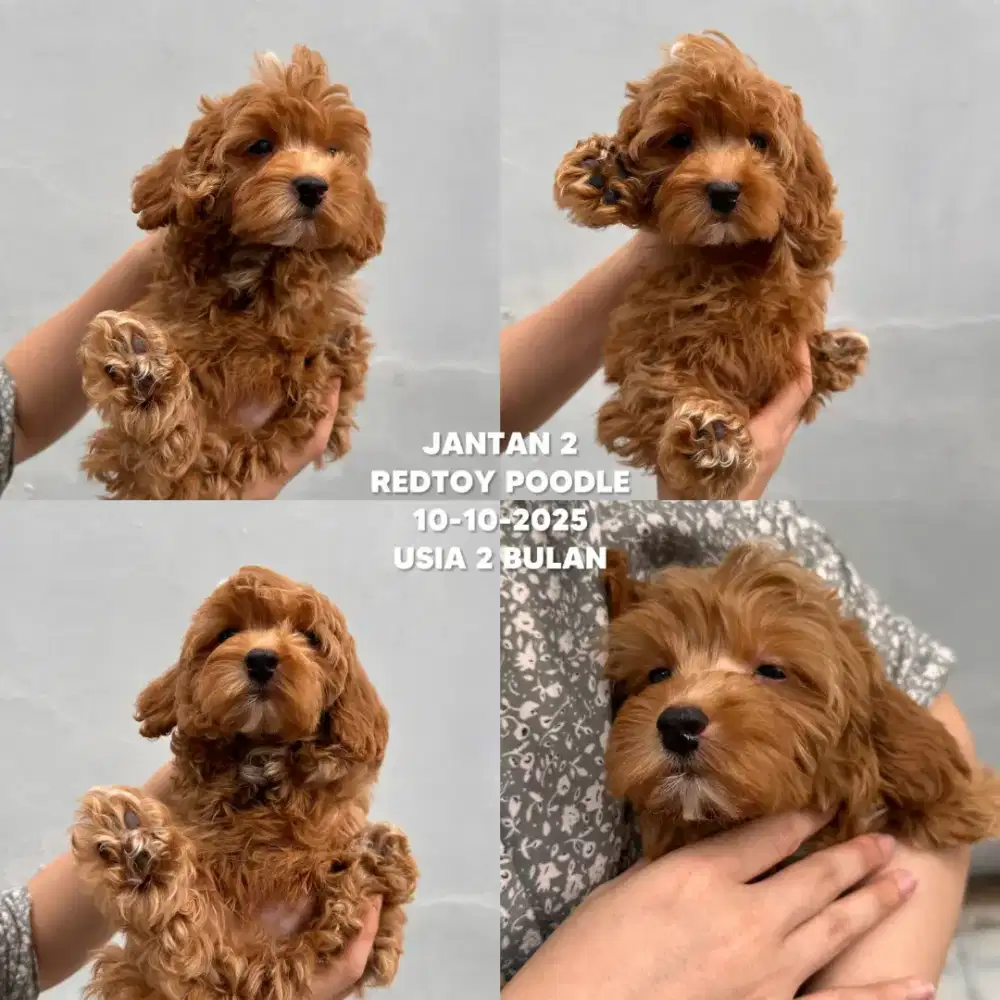 ANJING REDTOY POODLE JANTAN