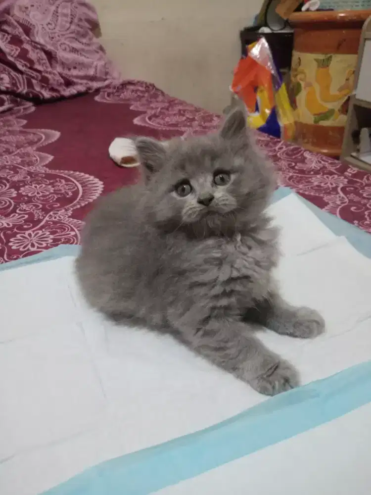 KITTEN PERSIA LONG HAIR