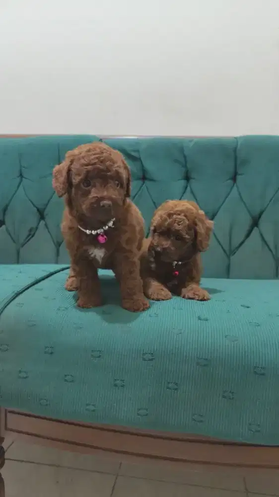 Dijual Red Toy poodle