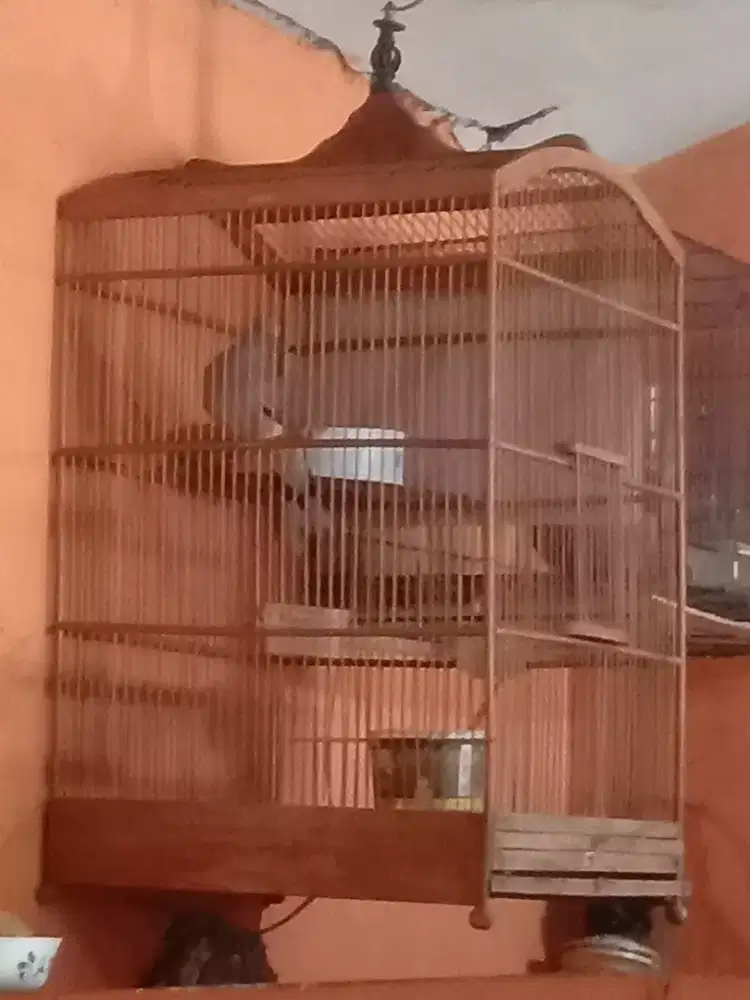 Tekukur jantan kuk sandung 2 gacor