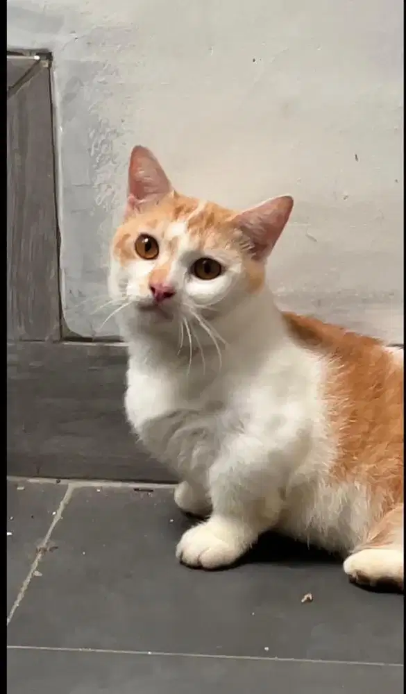 Jual cepat  Bu munchkin jantan