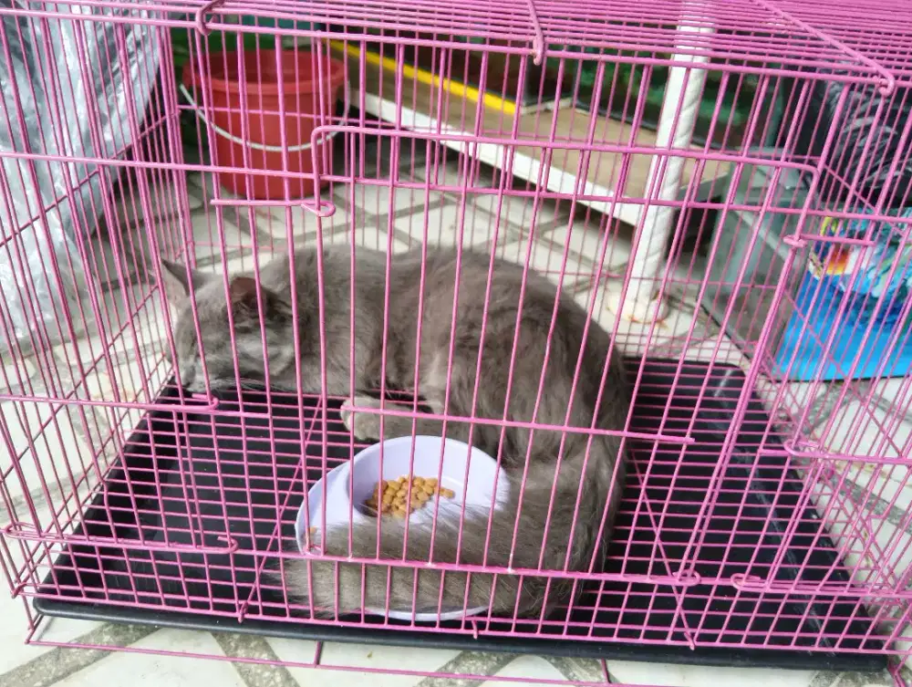 Dijual kucing persia warna abu abu