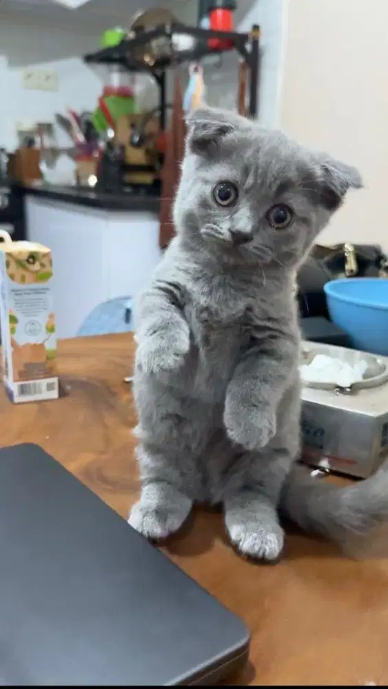 Bsh munckin fold betina