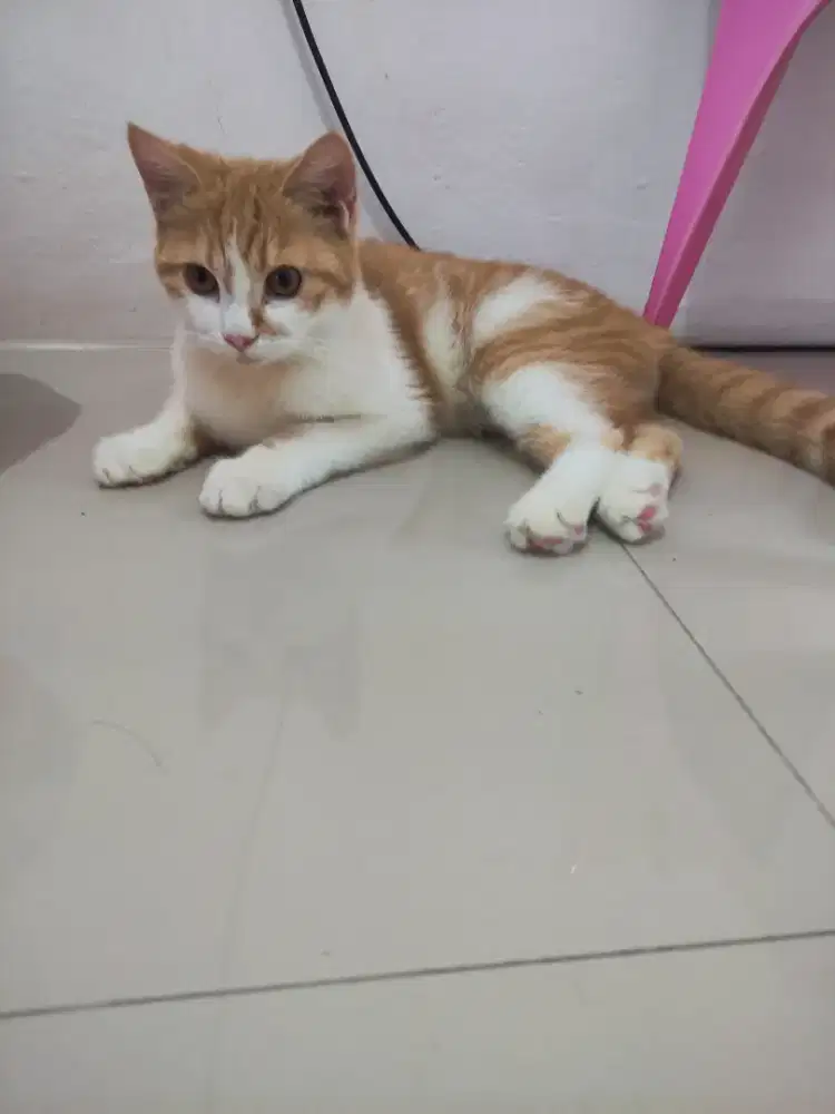 Jantan BSH mix Scottish