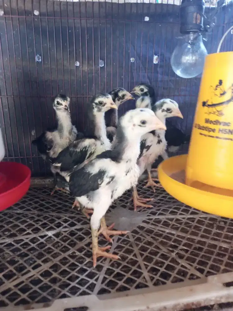 Anakan ayam bangkok pakhoy