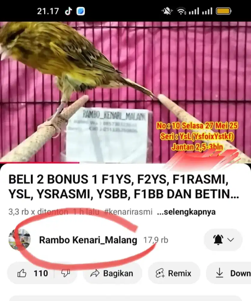 Kenari Ys lokal gacor