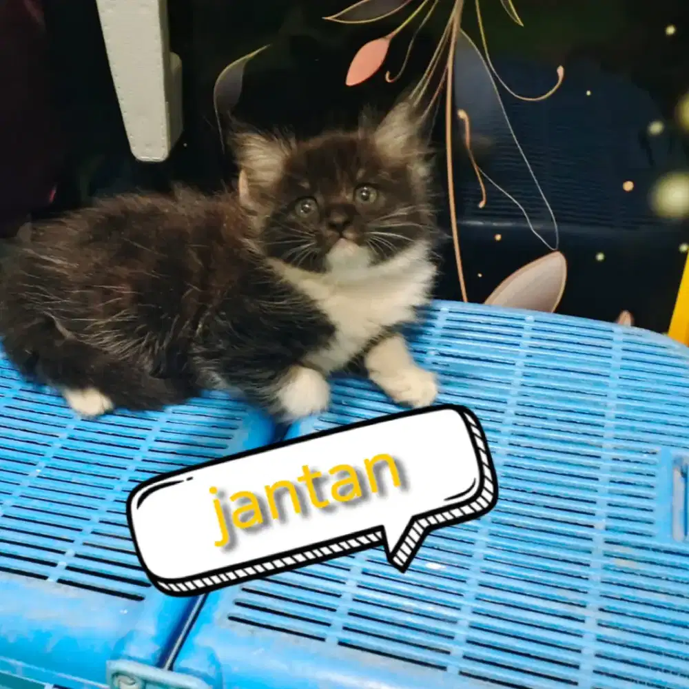 Kucing kitten persia mix scotish straigh