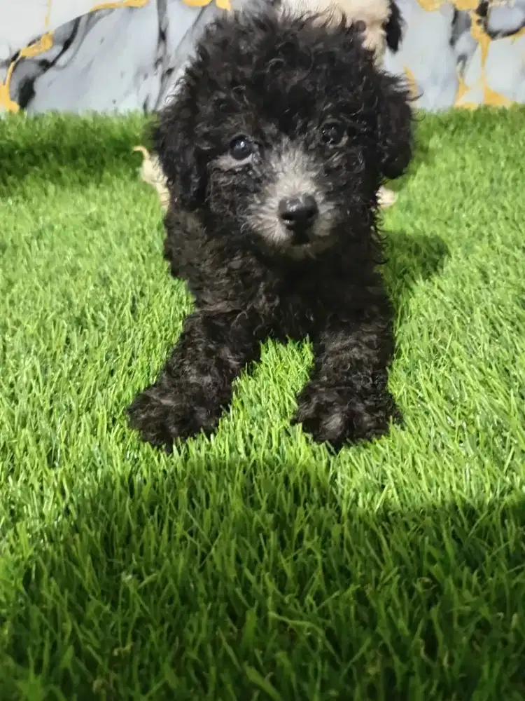 Poodle jantan silver kosongan
