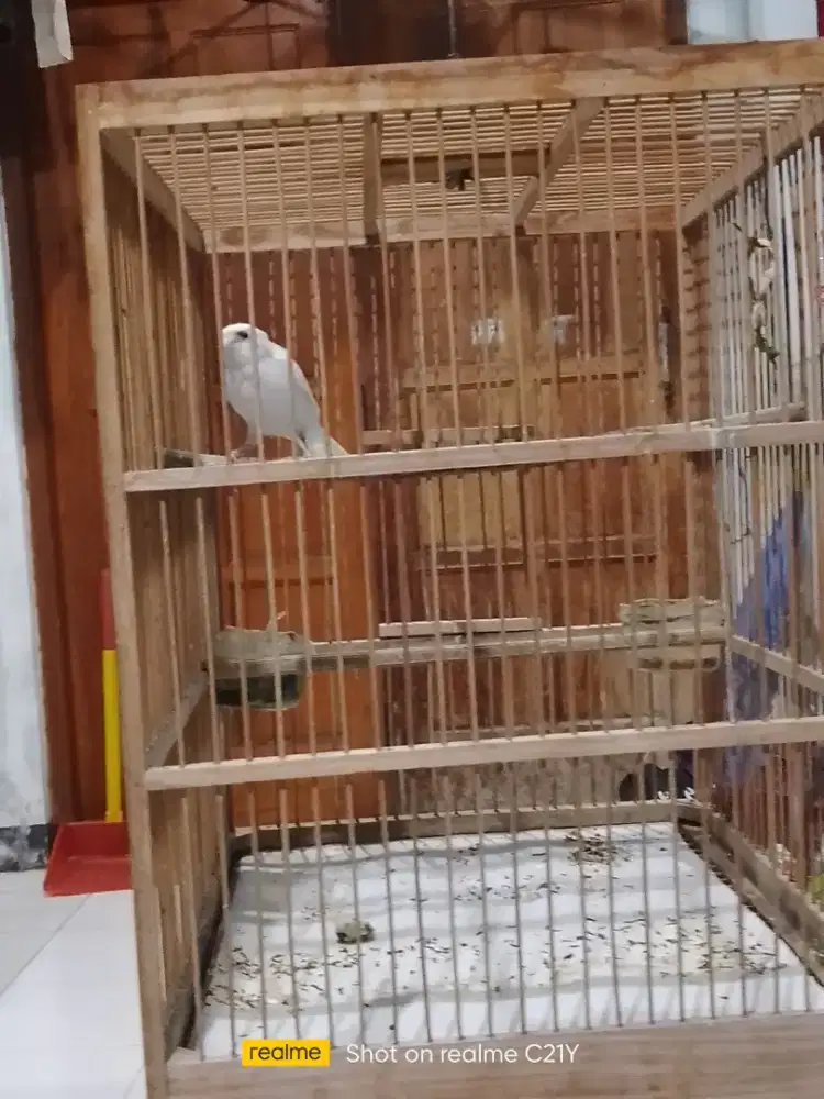 Kenari putih harian bunyi