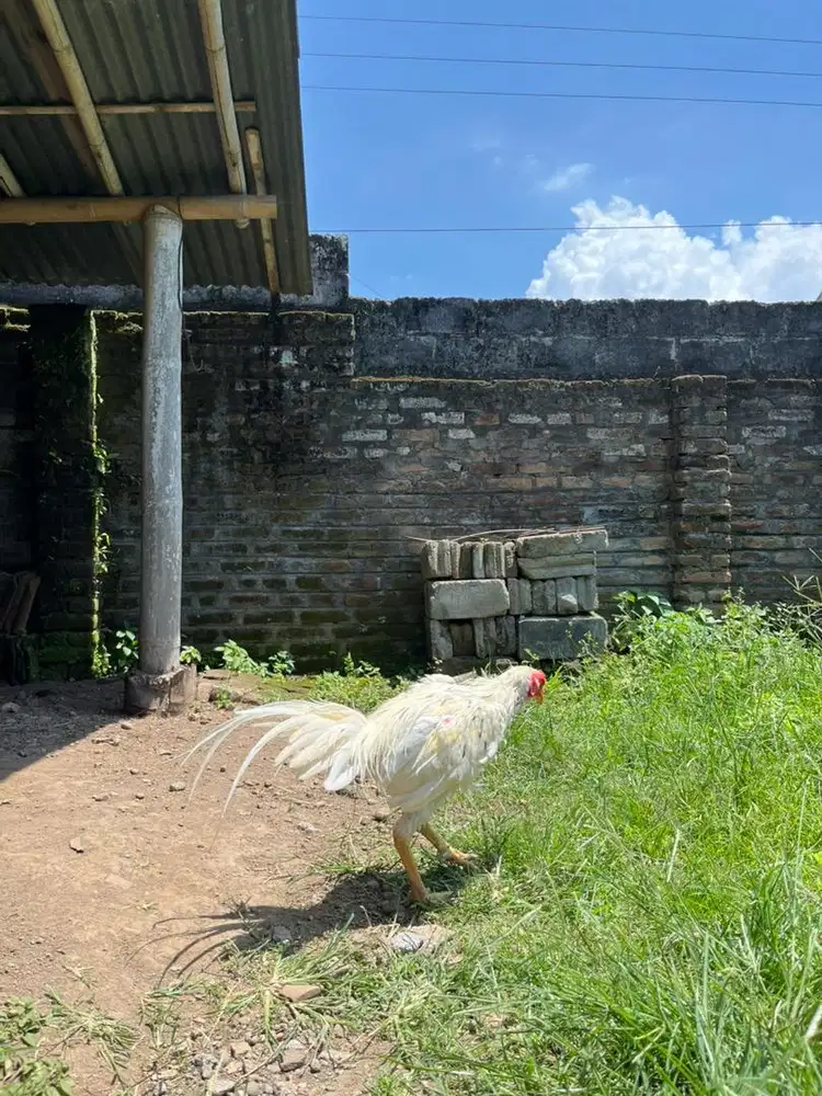 Ayam Bangkok Ekor Lidi