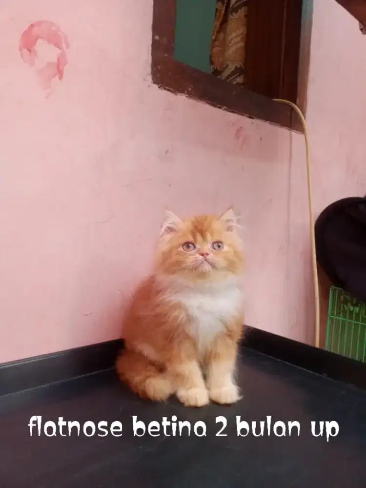 Kucing Persia flatnose