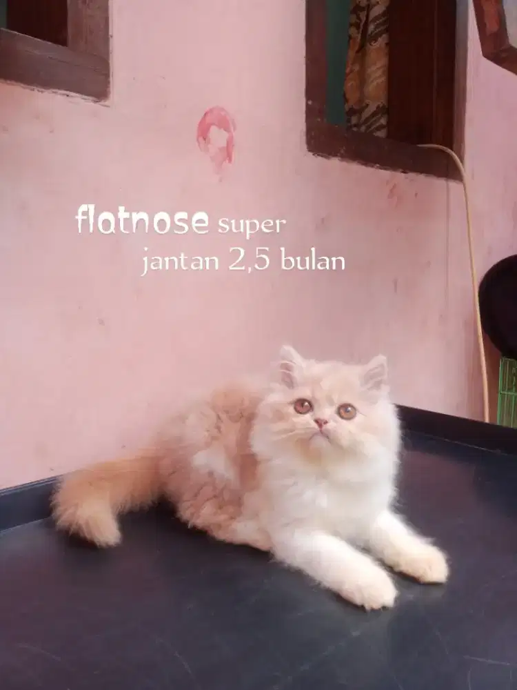 Kucing Persia flatnose