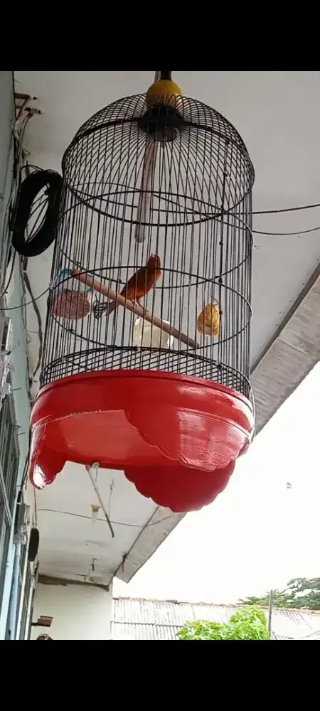 Kenari gacooooooor pulset*