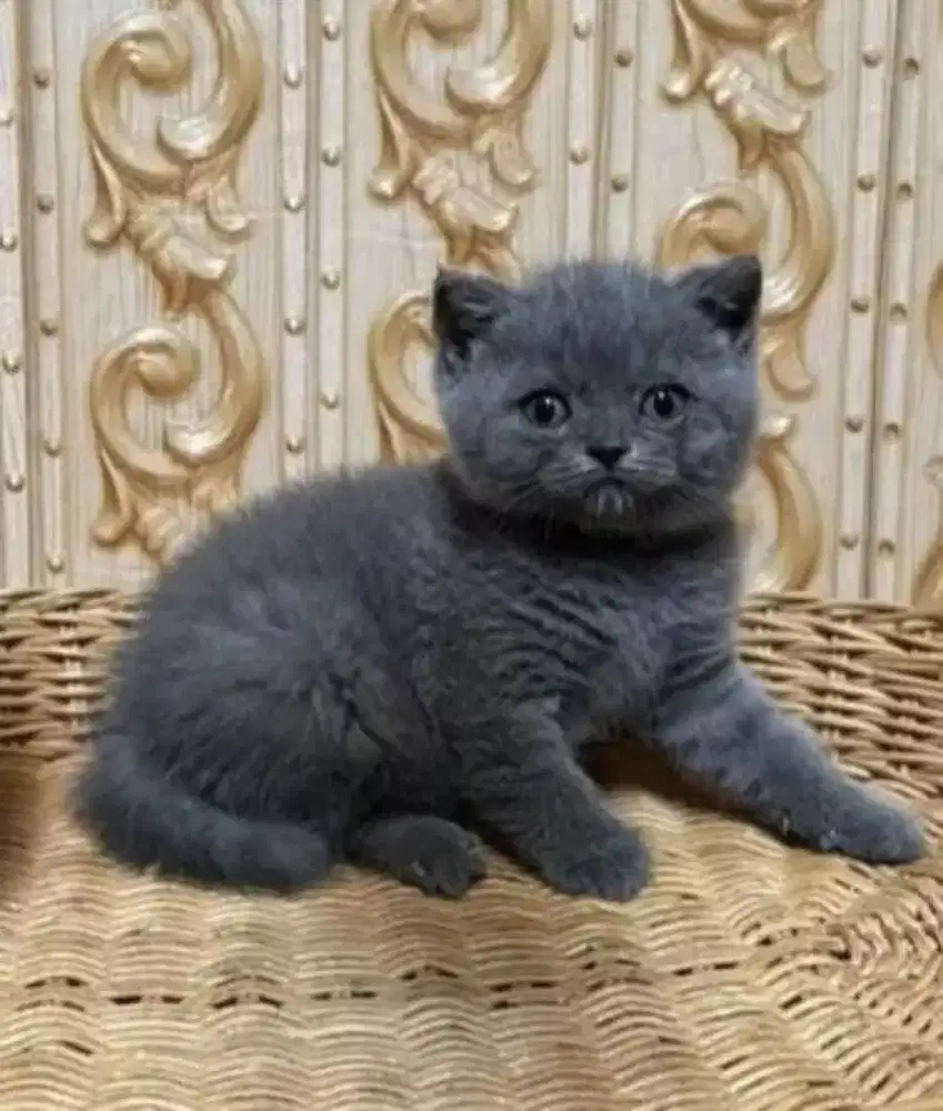 Kucing kitten British shorthair Purenonped