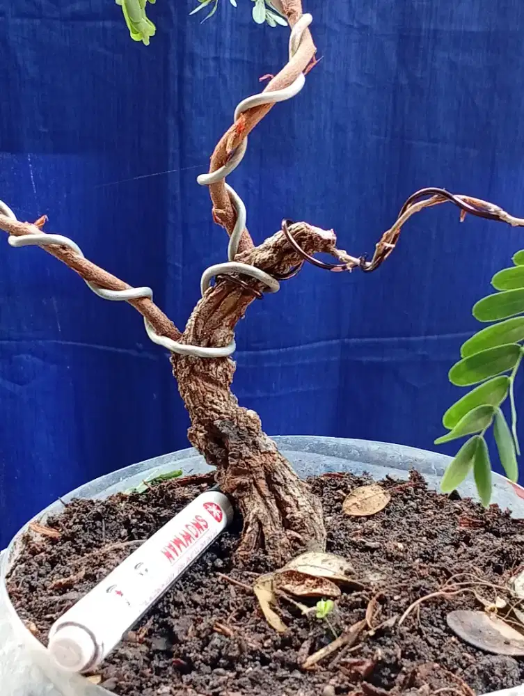 Bahan bonsai - asam Jawa 7